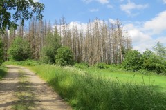 IMG_6721